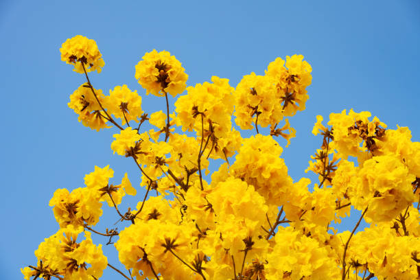 Guayacan Amarillo